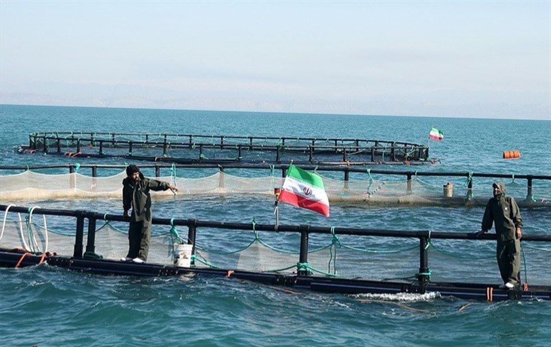 ظرفیت تولید ماهی پرورشی بوشهر به ۱۱ هزار تن