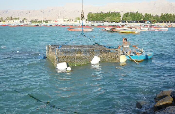 طرح ابتکاری پرورش ماهی‌ در قفس توسط تنگستانی ها